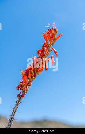 Un ocotillo spinoso a Saguaro NP, Arizona Foto Stock