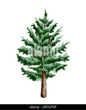 Acquerello albero di foresta. Illustrazione di alberi di pino disegnati a mano. Foto Stock