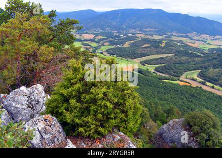 Una pianta di ginepro (Juniperus phoenicea) cresce tra rocce sulla cima di una montagna. Foto Stock