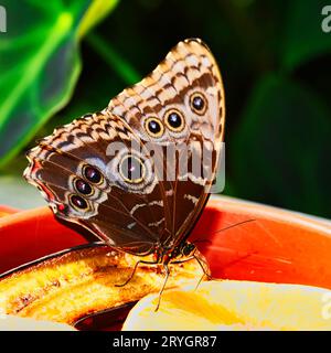 Farfalla su piante meravigliose Foto Stock