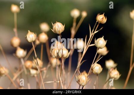 Dettaglio delle piante di lino (Linum usitatissimum) con frutti maturi. Foto Stock