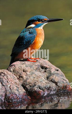 KINGFISHER su una roccia in un fiume, Regno Unito. Foto Stock
