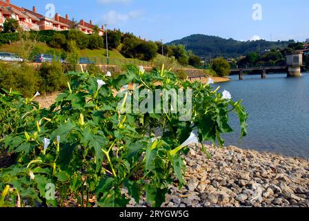 Piante ruderali: Erba Jimson (Datura stramonium) in fiore accanto a un serbatoio d'acqua. Foto Stock