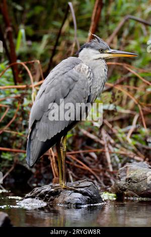 GRAY HERON in piedi su una roccia in un fiume, Regno Unito. Foto Stock