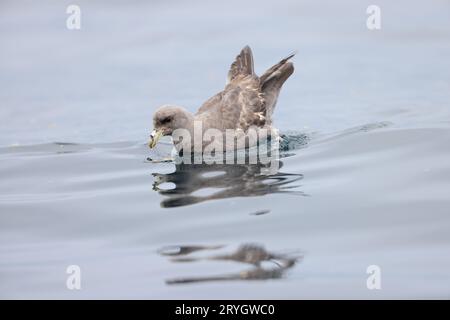 Il fulmar settentrionale (Fulmarus glacialis), fulmar o fulmar artico è un uccelli marini molto abbondante che si trova principalmente nelle regioni subartiche dell'Atla settentrionale Foto Stock