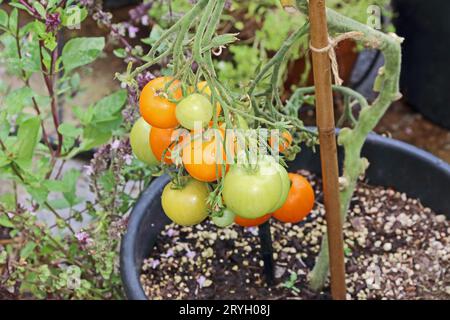 La maturazione di pomodori in serra Foto Stock