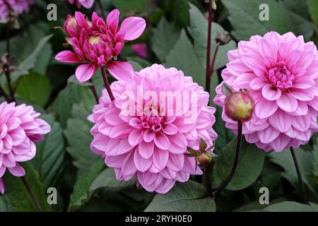 Decorativo viola lilla dahlia "Melissa Anna Marijke" in fiore. Foto Stock