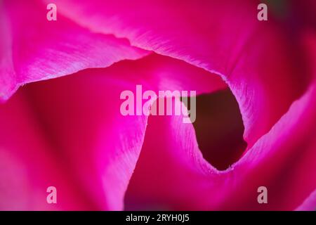 Fiore di un tulipano da giardino (Tulpia sp.) in primo piano. Powys, Galles. Aprile. Foto Stock