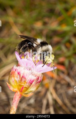 Ash Mining Bee (Andrena cineraria) alimentazione femminile di fiori di spugna. Aber Dysynni, Gwynedd, Galles. Maggio. Foto Stock