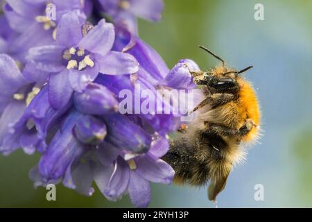 Carder bumblebee (Bombus humilis) con bande marroni che si nutrono di fiori di campanello. Carmarthenshire, Galles. Maggio. Foto Stock