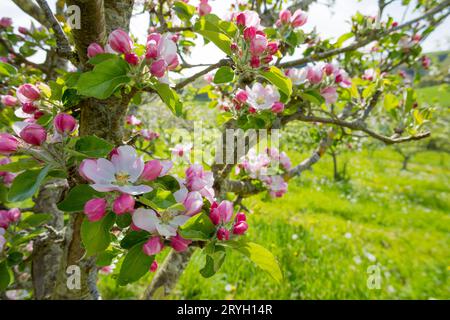 Fioritura su meli coltivati (Malus domestica) varietà "Arthur Turner" in un frutteto biologico. Powys, Galles. Maggio Foto Stock