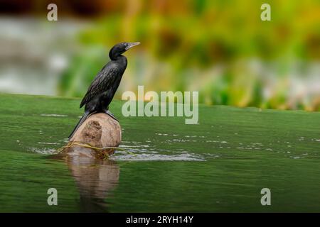 Piccolo cormorano (Phalacrocorax carbo) arroccato su una roccia in uno stagno Foto Stock