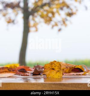 Tavolo autunnale - foglie arancioni e asse di legno al tramonto nella foresta Foto Stock