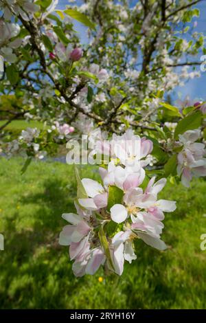 Fioritura su meli coltivati (Malus domestica) varietà 'tom Putt' in un frutteto biologico. Powys, Galles. Maggio Foto Stock