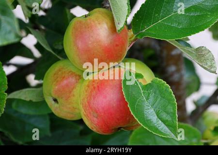 Malus domestica (mela) "James Grieve" Foto Stock