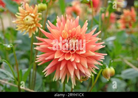 Cactus giallo e rosa corallo dahlia 'Allen's Starfire' in fiore. Foto Stock