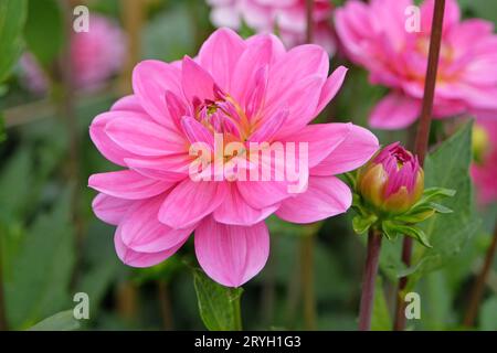 dahlia 'Garden Time' decorata in rosa brillante in fiore. Foto Stock