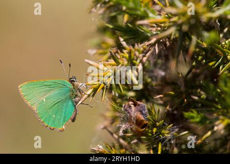 Farfalla Green Hairstreak (Callophrys rubi) appollaiata su gorse (Ulex gallii). Powys, Galles. Maggio. Foto Stock