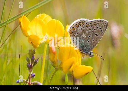 Farfalla blu comune (Polyommatus icarus) femmina appollaiata sui fiori d'uccello. Powys, Galles. Maggio. Foto Stock