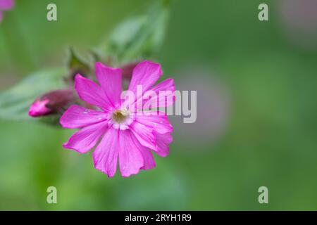 Fiore di Campion rosso (Silene dioica). Powys, Galles. Maggio. Foto Stock