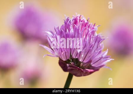 Fiori di erba cipollina (Allium schoenoprasum) in un giardino. Powys, Galles. Giugno. Foto Stock