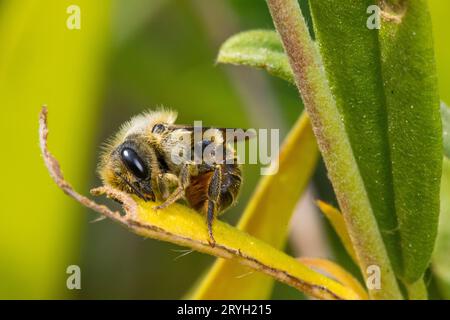 Mason Bee (Osmia leaiana) femmina con ventilazione arancione che raccoglie foglie masticate per farle nidificare le cellule. Powys, Galles. Giugno. Foto Stock