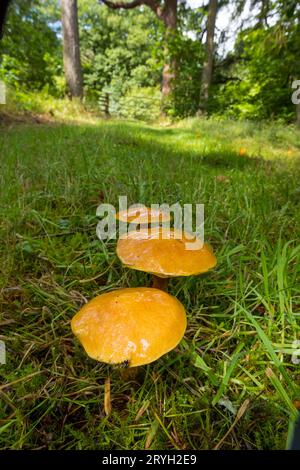 Boleti di larice (Suillus grevillei) funghi corpi fruttiferi che crescono nel bosco di Larch (Larix). Powys, Galles. Luglio. Foto Stock