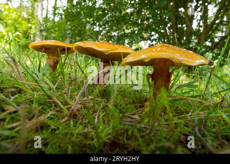 Boleti di larice (Suillus grevillei) funghi corpi fruttiferi che crescono nel bosco di Larch (Larix). Powys, Galles. Luglio. Foto Stock