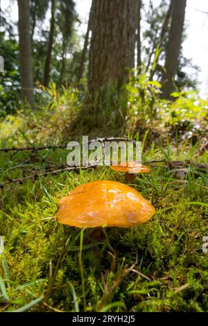 Boleti di larice (Suillus grevillei) funghi corpi fruttiferi che crescono nel bosco di Larch (Larix). Powys, Galles. Luglio. Foto Stock