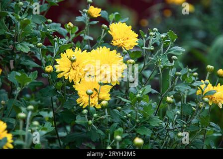 Crisanthemum grandiflorum fiori gialli, mamme che crescono in giardino autunnale Foto Stock
