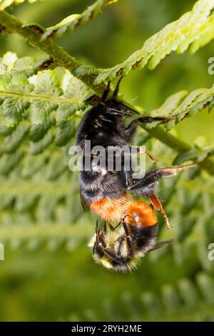 I Bumblebees dalla coda rossa (Bombus lapidarius) si accoppiano su una fronda di rinforzo. Powys, Galles. Luglio. Foto Stock