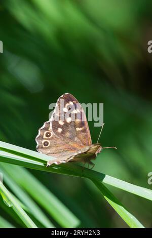 Farfalla di legno maculata (Pararge aegeria) che si crogiola su una pala erbosa. Ceredigion, Galles. Luglio. Foto Stock