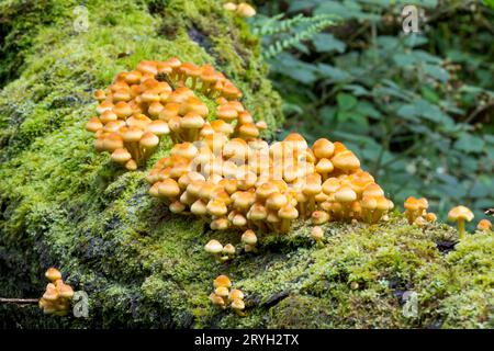 Funghi di tufo zolfo (Hypholoma fasciculare) massa di corpi fruttiferi che crescono sul tronco di una quercia caduta. Powys, Galles. Agosto. Foto Stock