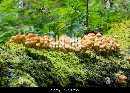 Funghi di tufo zolfo (Hypholoma fasciculare) massa di corpi fruttiferi che crescono sul tronco di una quercia caduta. Powys, Galles. Agosto. Foto Stock