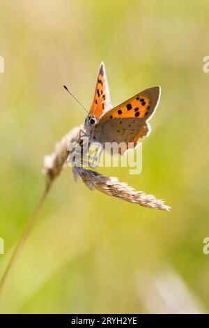 Piccola farfalla di rame (Lycaena phlaeas) appollaiata su una testa di semina erbosa in un prato. Powys, Galles. Agosto. Foto Stock
