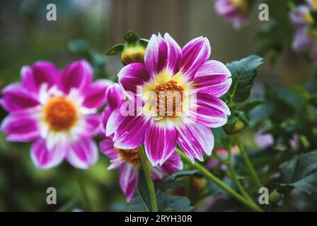 Dahlias fioritura nel giardino autunnale, vivace closeup fiori viola Foto Stock