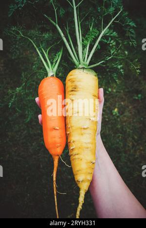 Carote in mano, carote grandi ed enormi coltivate in azienda biologica Foto Stock