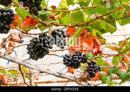 Grappoli di uva nera in un vigneto. Foto Stock