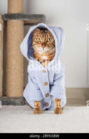 Gatto rosso in una giacca sul pavimento in camera. Foto Stock