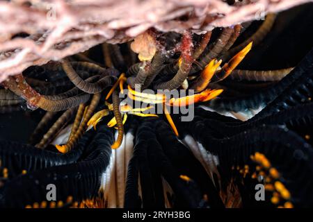 Un'immagine di un'aragosta crinoide Foto Stock