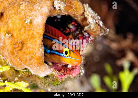 Una bella foto di un verme tubolare blenny Foto Stock