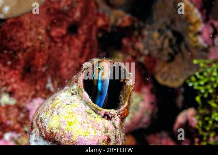 Una bella foto di un piccolo blenny che esce dalla sua tana Foto Stock