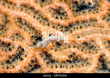 Una foto di un cavalluccio marino pigmeo Foto Stock