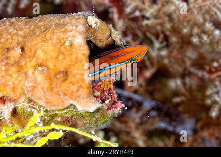 Una bella foto di un verme tubolare blenny Foto Stock