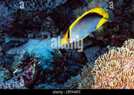 Una foto di un pesce farfalla nero Foto Stock