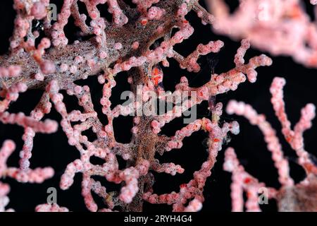 Una foto di un cavalluccio marino pigmeo Foto Stock