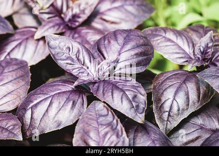 Basilico opale scuro, basilico giardino viola, basilico di Ocimum coltivato in giardino di erbe Foto Stock