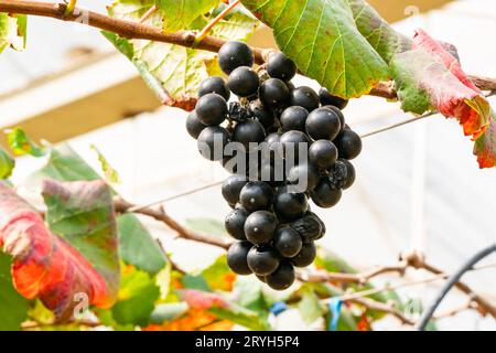 Grappolo di uva nera in vite. Foto Stock