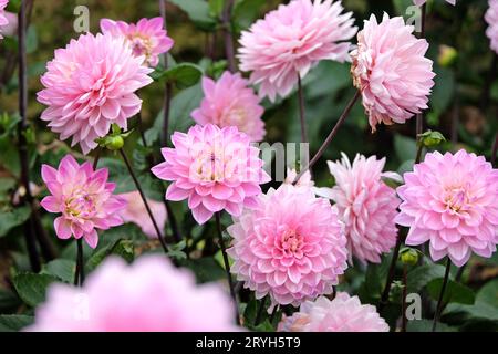 Dahlia Melody Harmony decorativa rosa pallido in fiore. Foto Stock