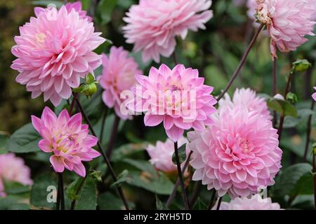 Dahlia Melody Harmony decorativa rosa pallido in fiore. Foto Stock